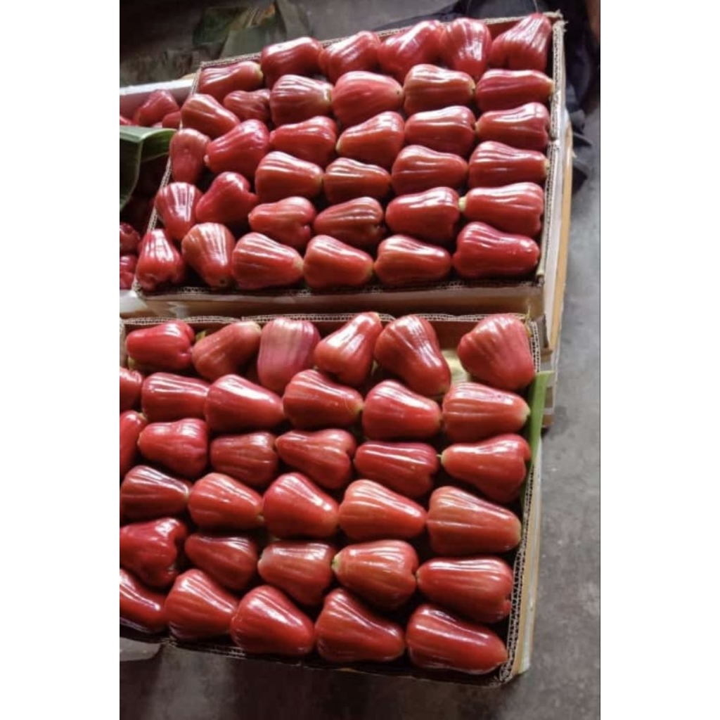 

jambu Citra Demak enak
