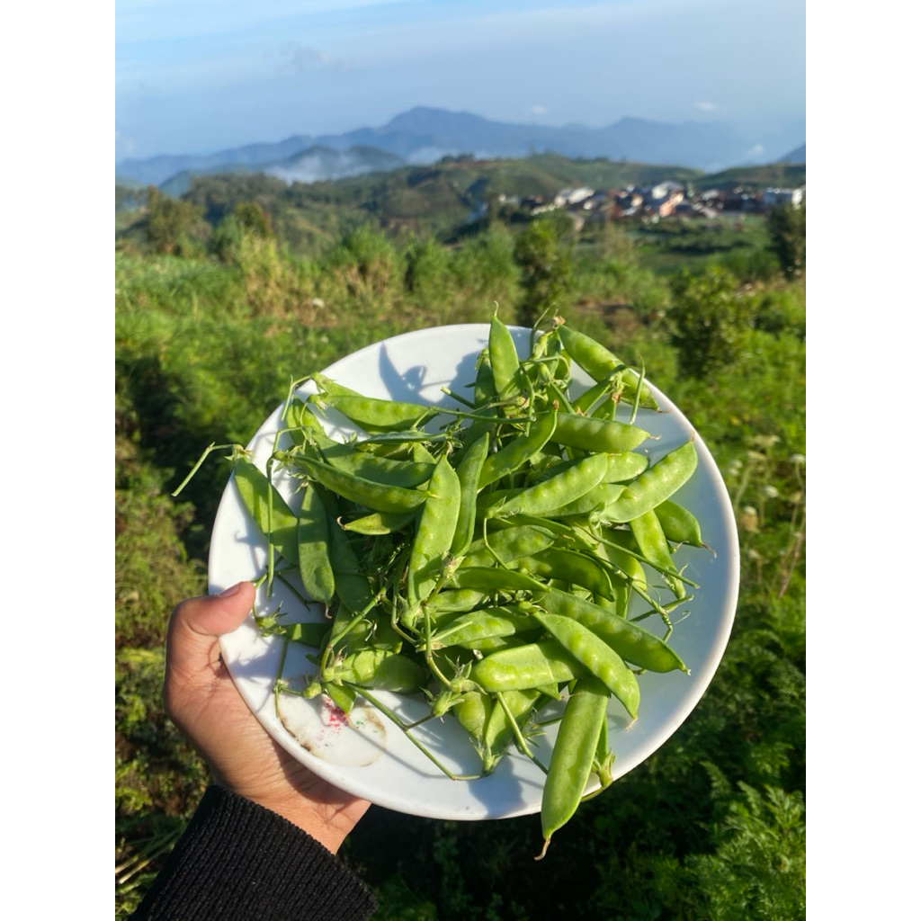 

KACANG KAPRI 1 kg - BARU PANEN DARI KEBUN