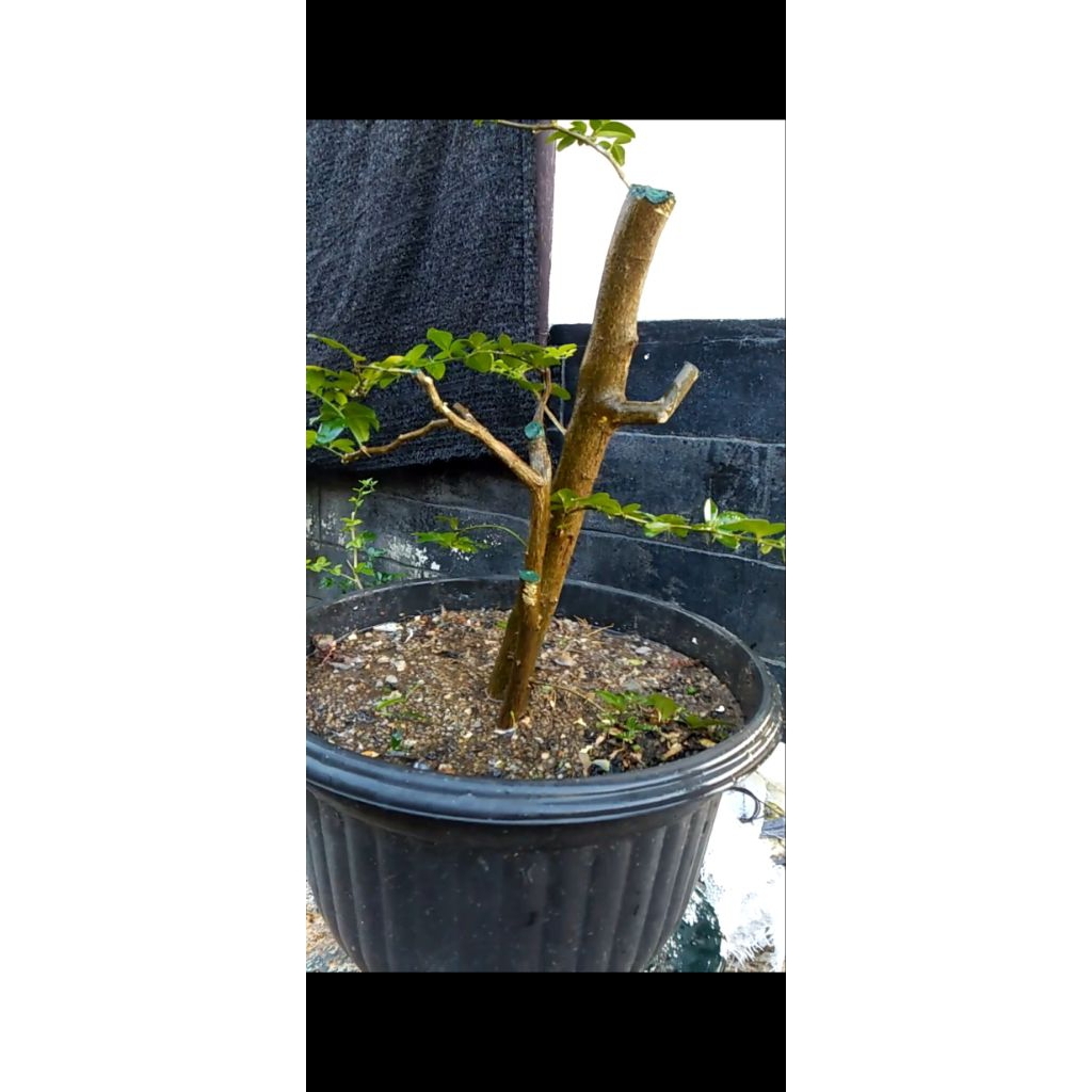 Jeruk Kingkit Bahan Bonsai