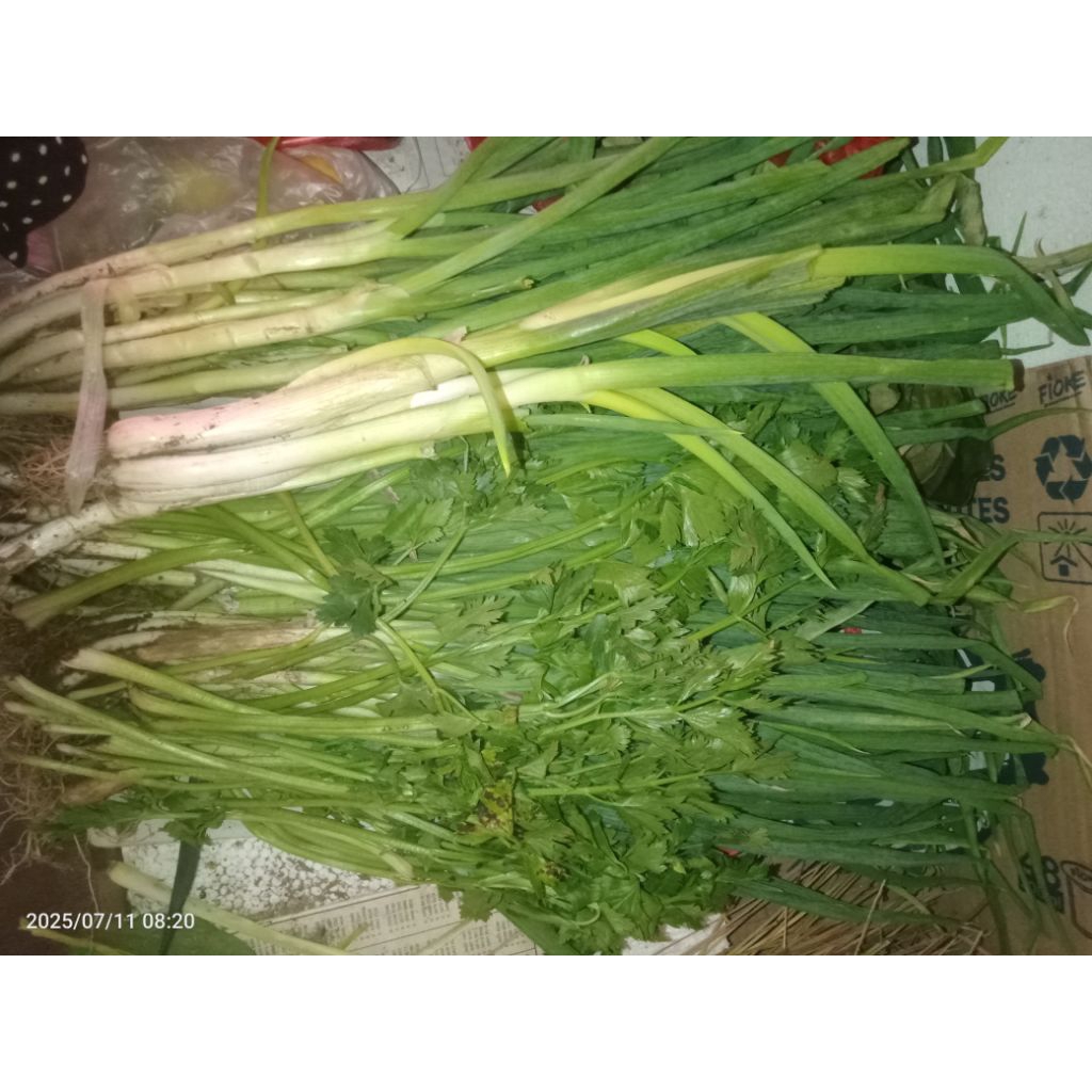 

DAUN BAWANG/SMBB/Sayurmayurbpkbaum