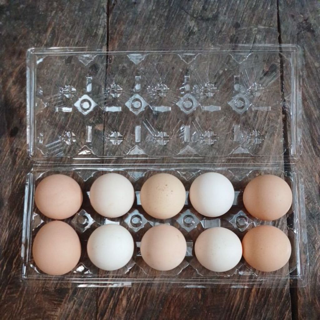 

Telur Ayam Kampung Hasil Kandang Sendiri | Telur Ayam Kampung Satuan | Telur Ayam Kampung Satu Tray