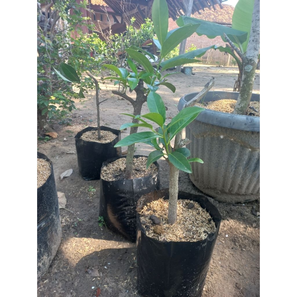 bibit black sapote hasil cangkok cepat berbuah