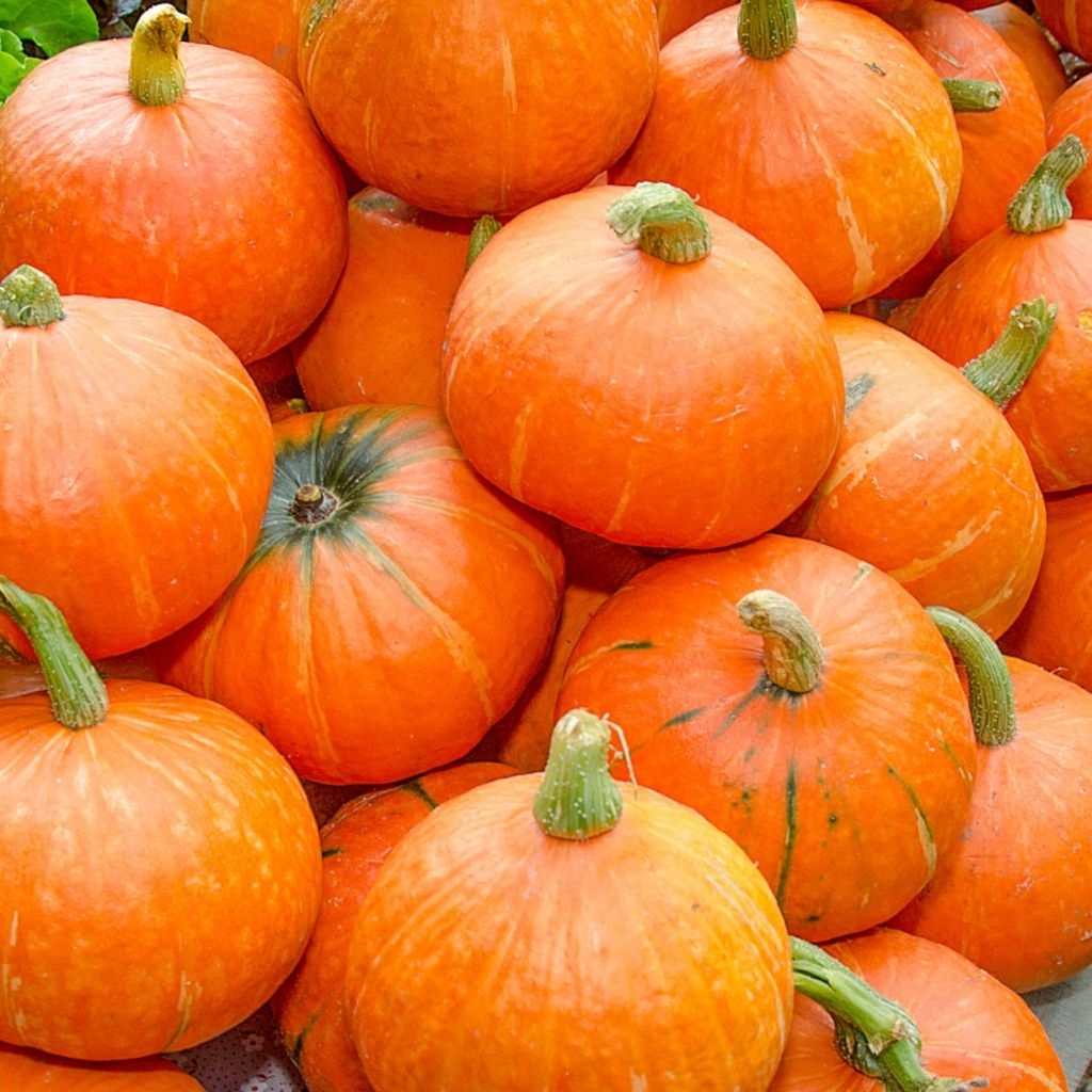 

pumpkin/labu kuning 1kg