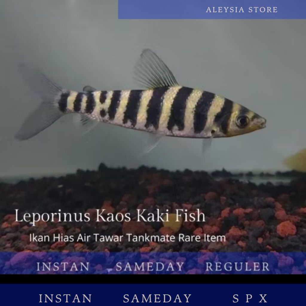 Leporinus Fasciatus Kaos Kaki Size 17-18Cm Tankmate Hiasan Aquarium