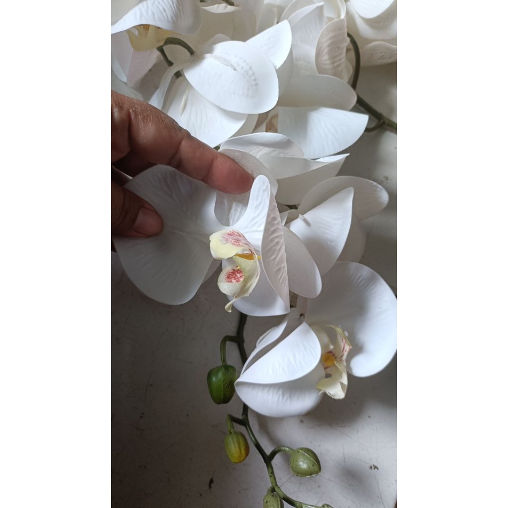 Bunga Anggrek latex premium