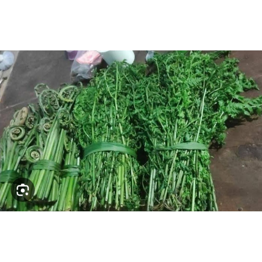 

pakis sayur segar 1 ons