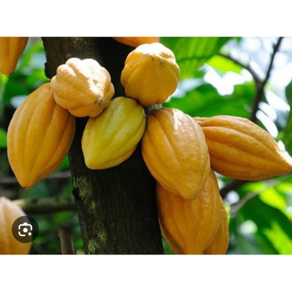 

buah coklat tua\ sudah matang segar perbiji 1 biji