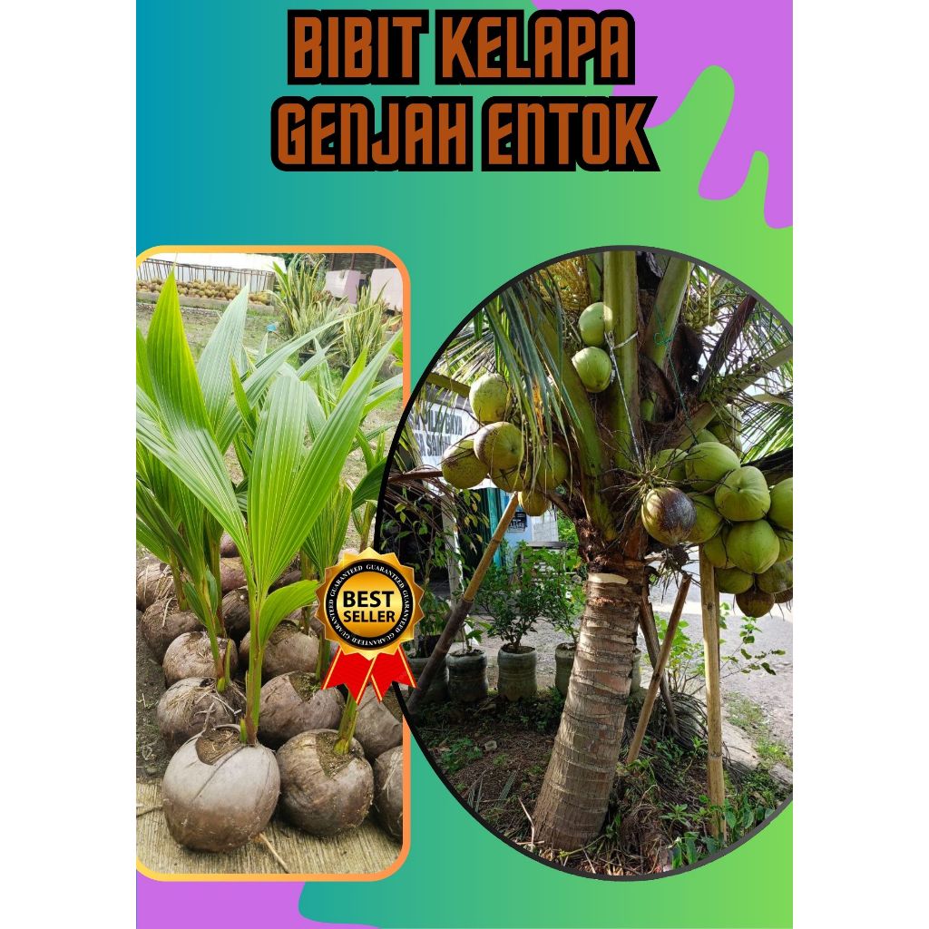 SUDAH DIKUPAS  Bibit Buah Kelapa Genjah Hibrida F1, Bibit Buah Kelapa Genjah Kebumen F1