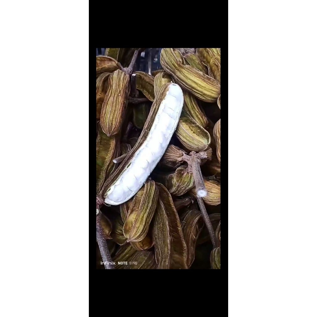 

buah salju premium KHUSUS BESAR SEMUA