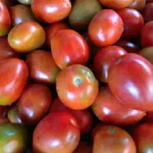 

Tomat Bandung Sedang 300gr