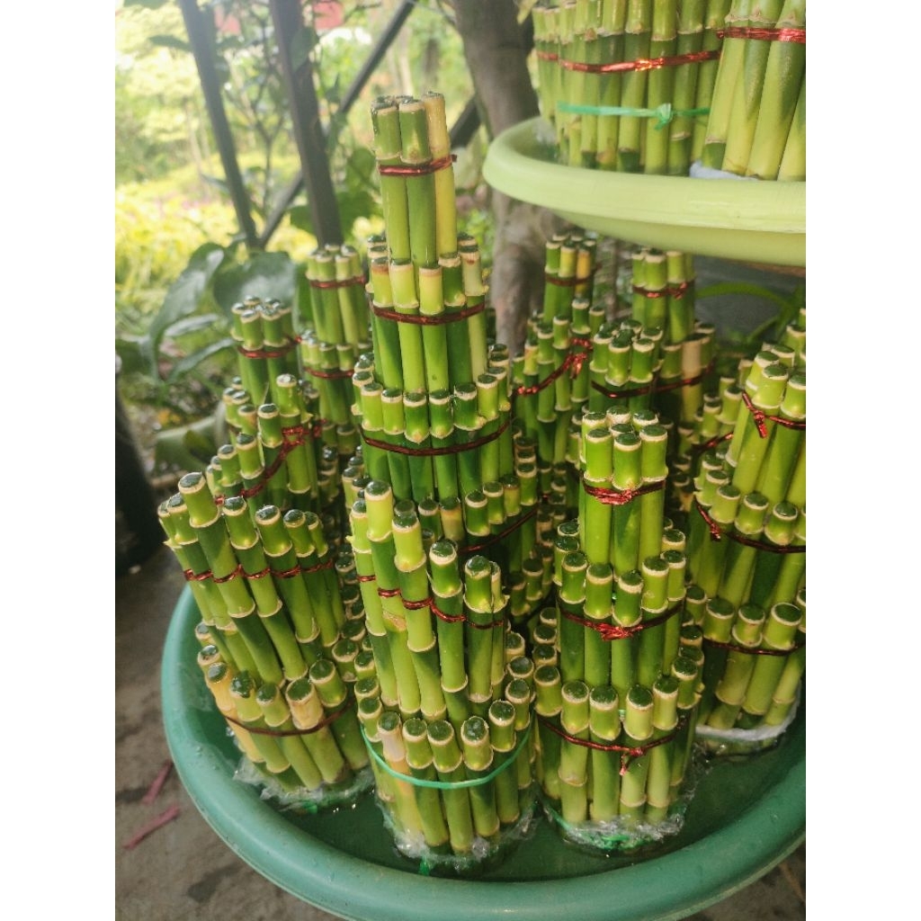 Bambu Hoki - Lucky Bamboo