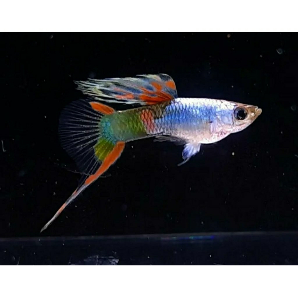 KHUSUS PULAU JAWA endler silverado