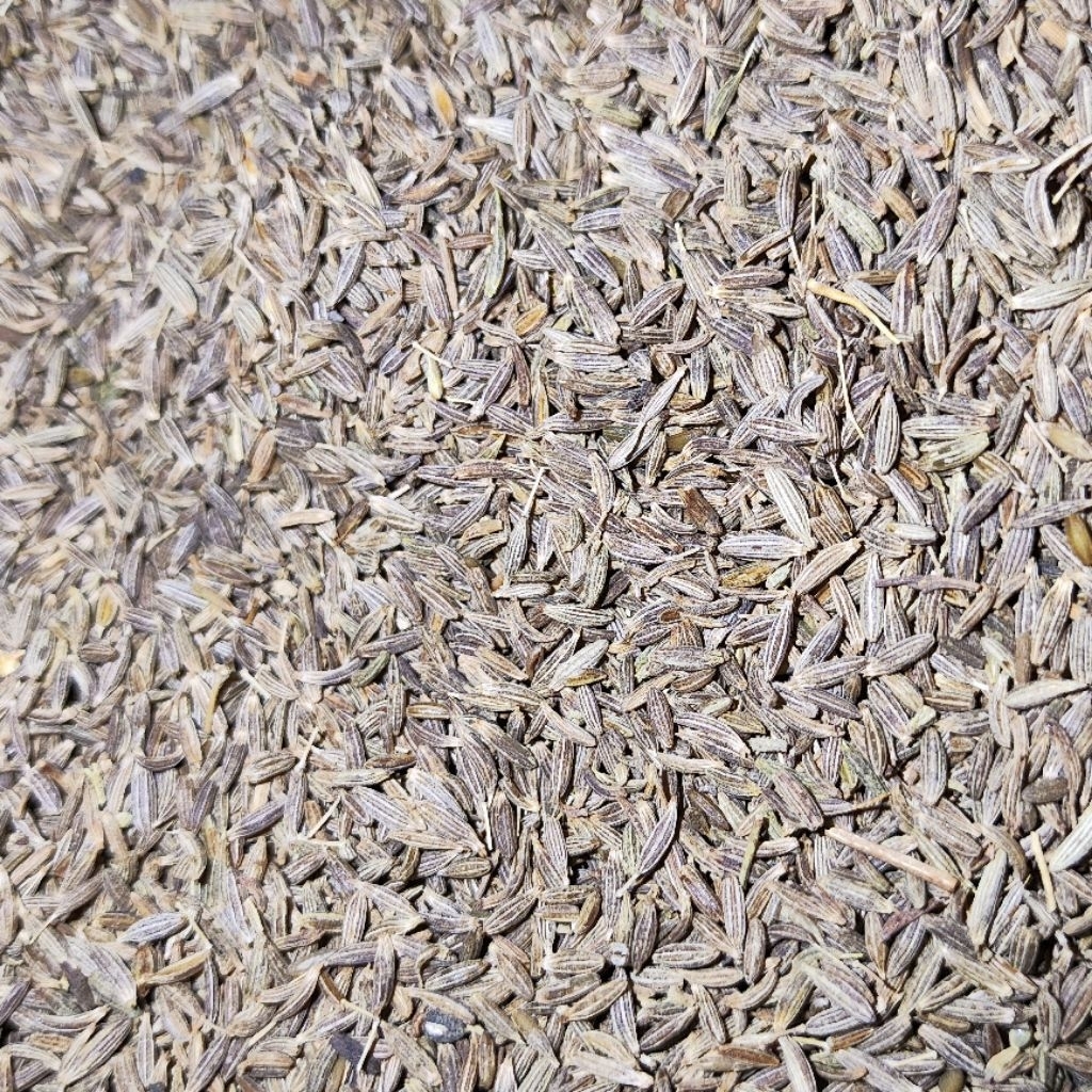 Jintan (Cumin).