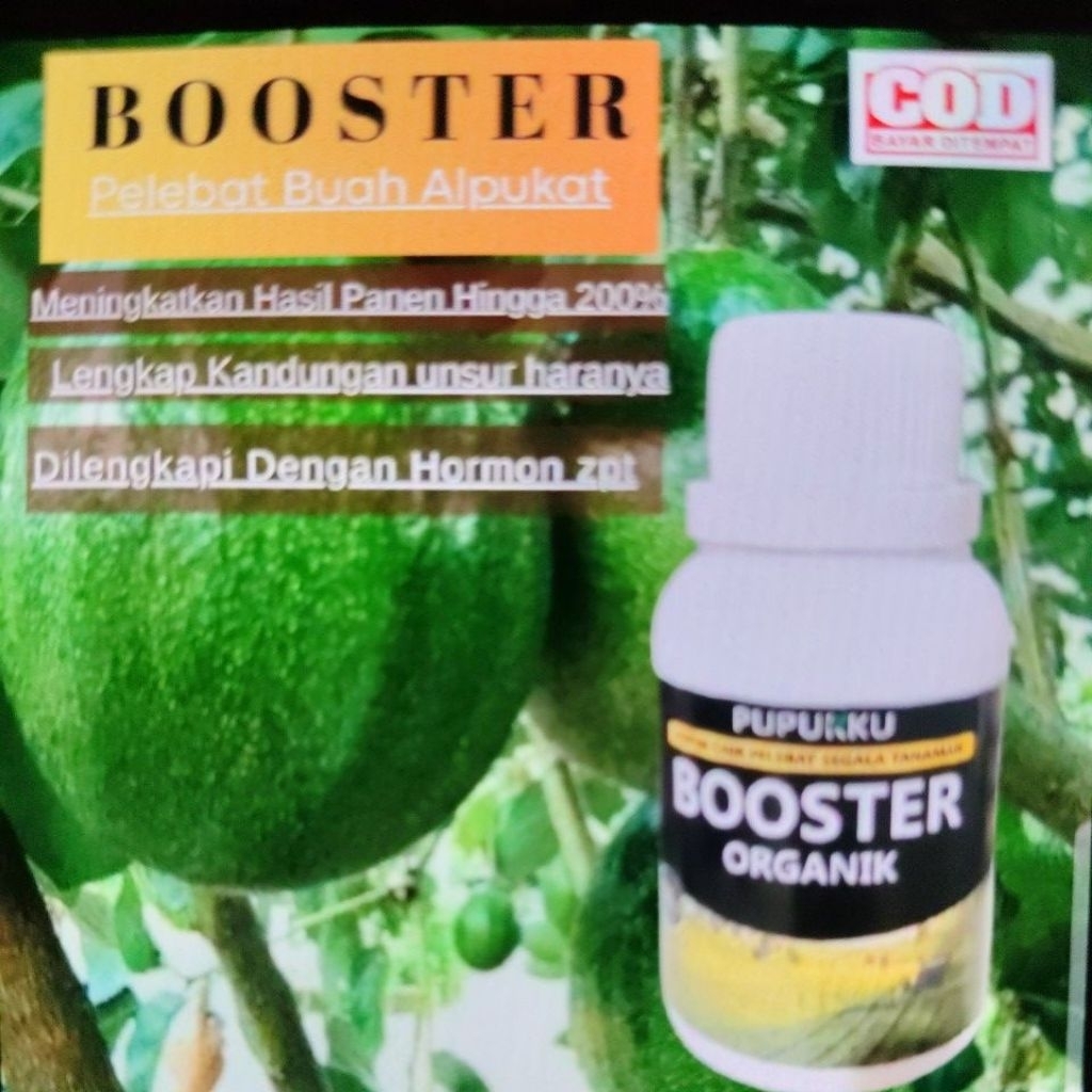 pupuk boster pelebat buah apokat