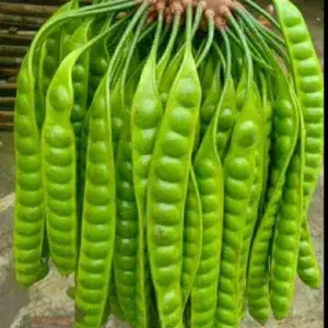 

PETE Perlonjor