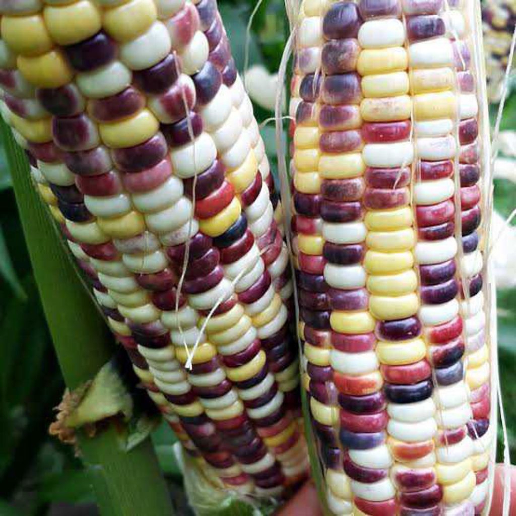 10 Benih Jagung Ketan Pelangi Jagung Hibrida JUTAWAN F1 Cap Panah Merah Bibit Benih Biji Jagung Warn
