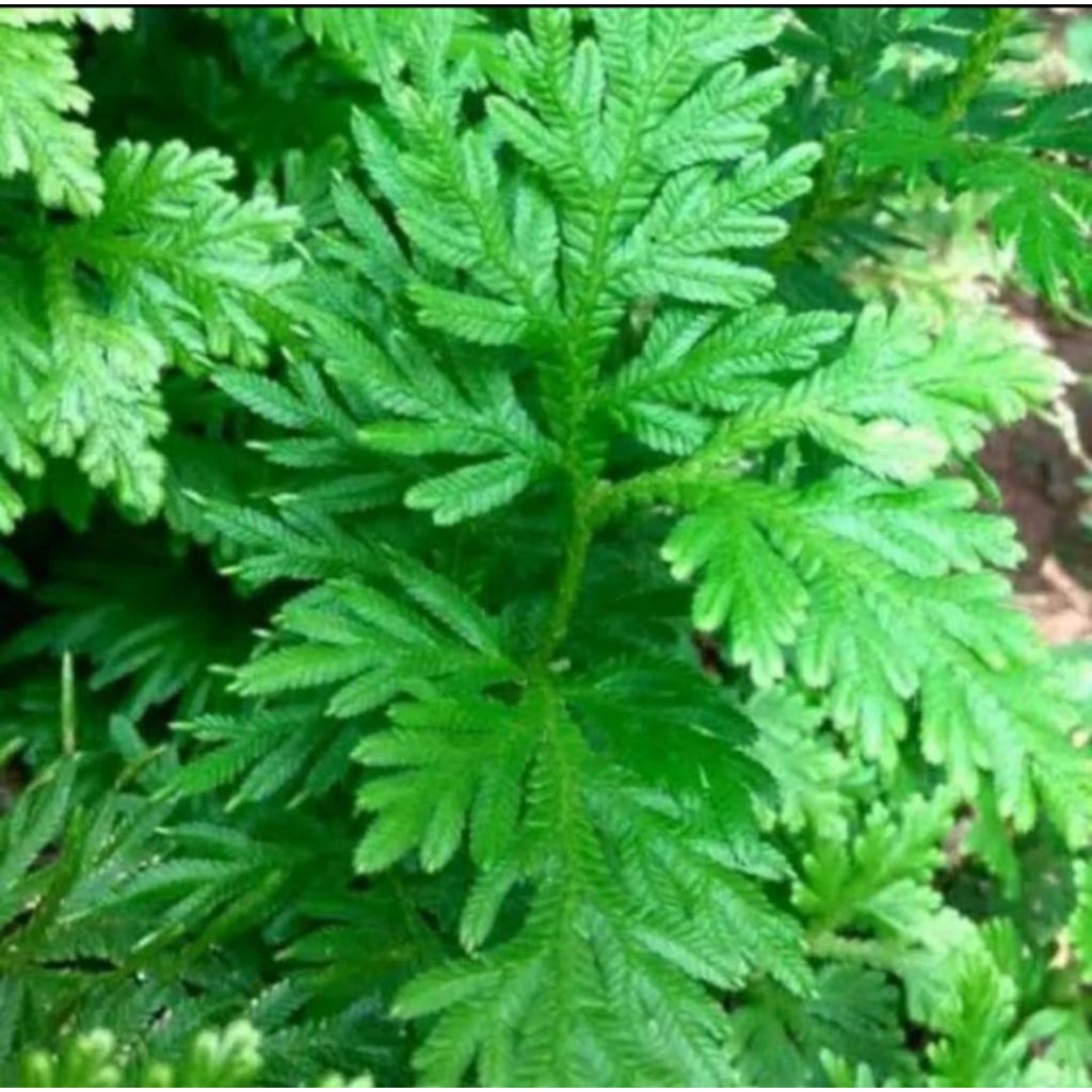 

daun cakar ayam segar 500 gram