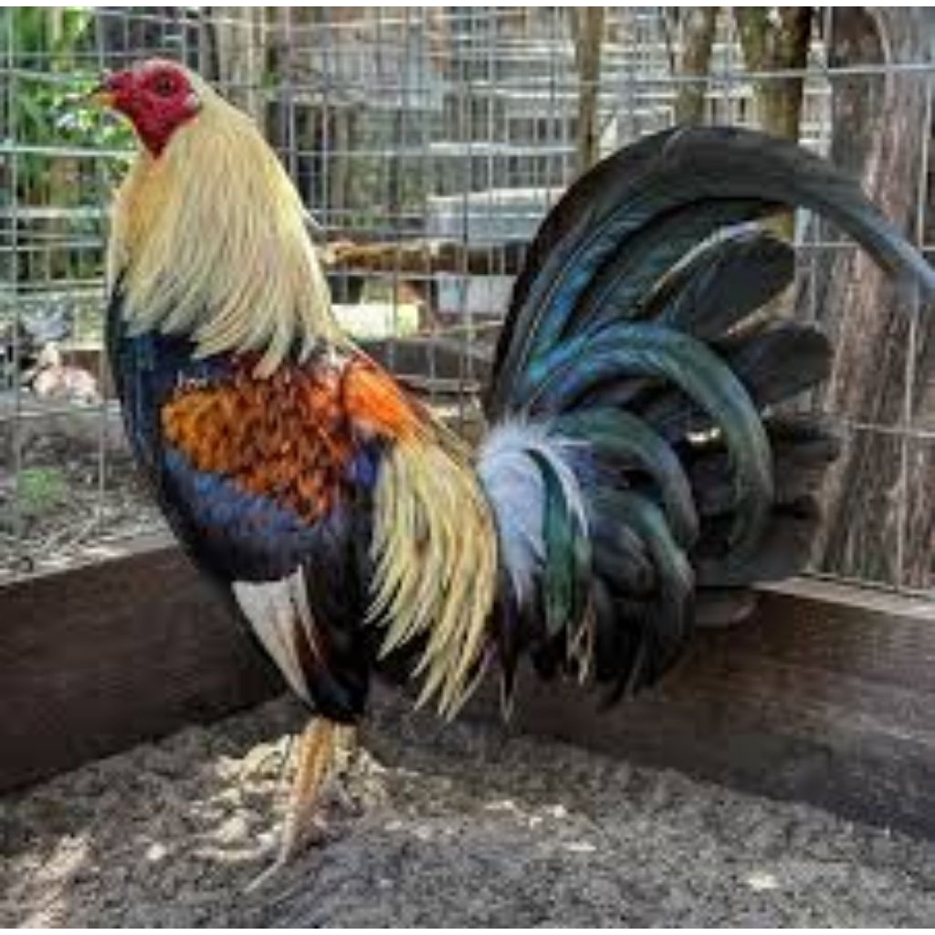 

Paket hemat 3 Telur Ayam Philipin Ak47 Fertil Buat ditetaskan