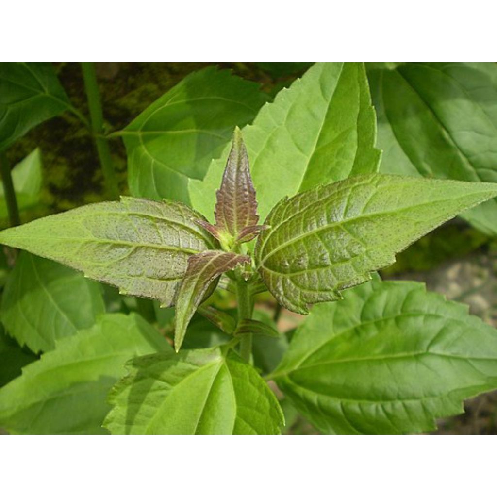 

Daun kirinyuh segar /300 gr