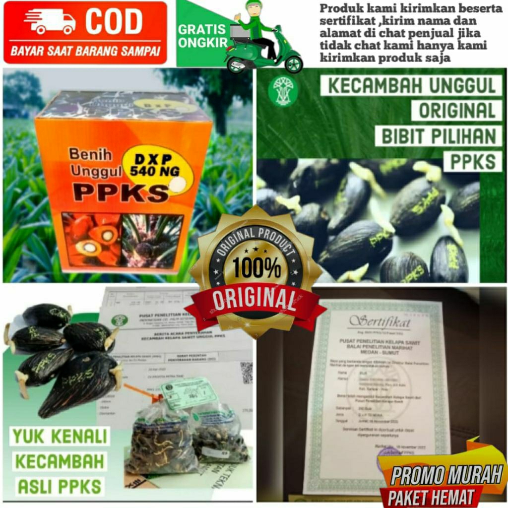 biji bibit kelapa sawit unggul PPKS 540 dxp isi 250 butir ber sertifikat