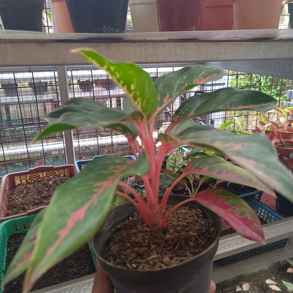 TANAMAN HIAS AGLONEMA GATOT KACA