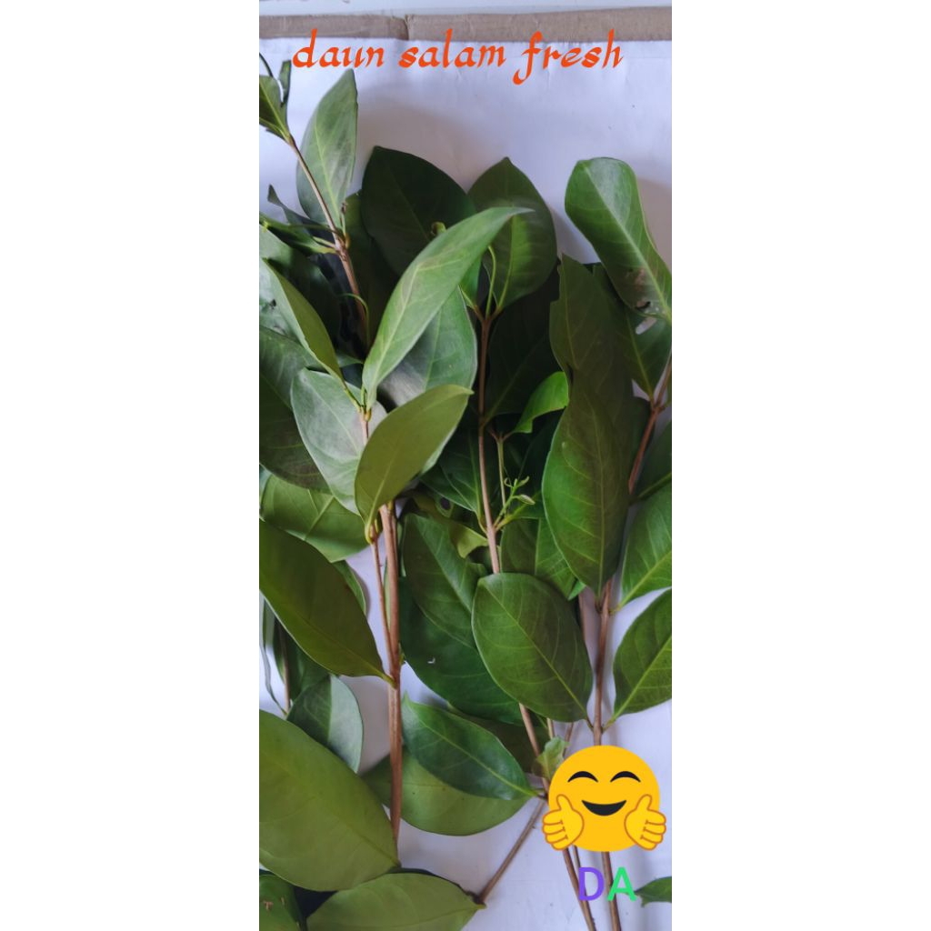 

daun salam bumbu dapur 250 gram