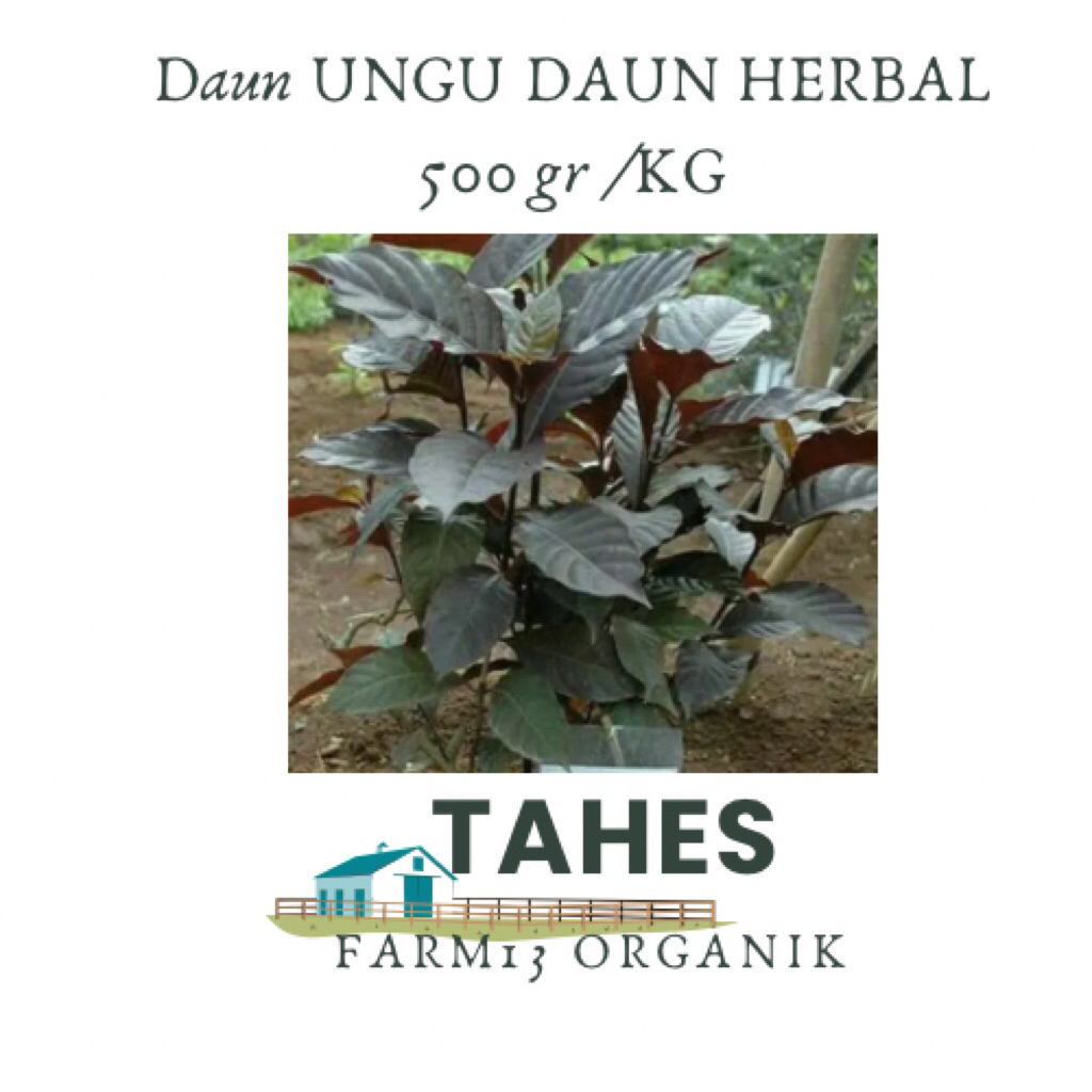 

Daun Ungu Herbal Daun Ungu Fresh Langsung Petik Pohon Organik Tanpa pupuk Kimia 500gr Setengah Kilo