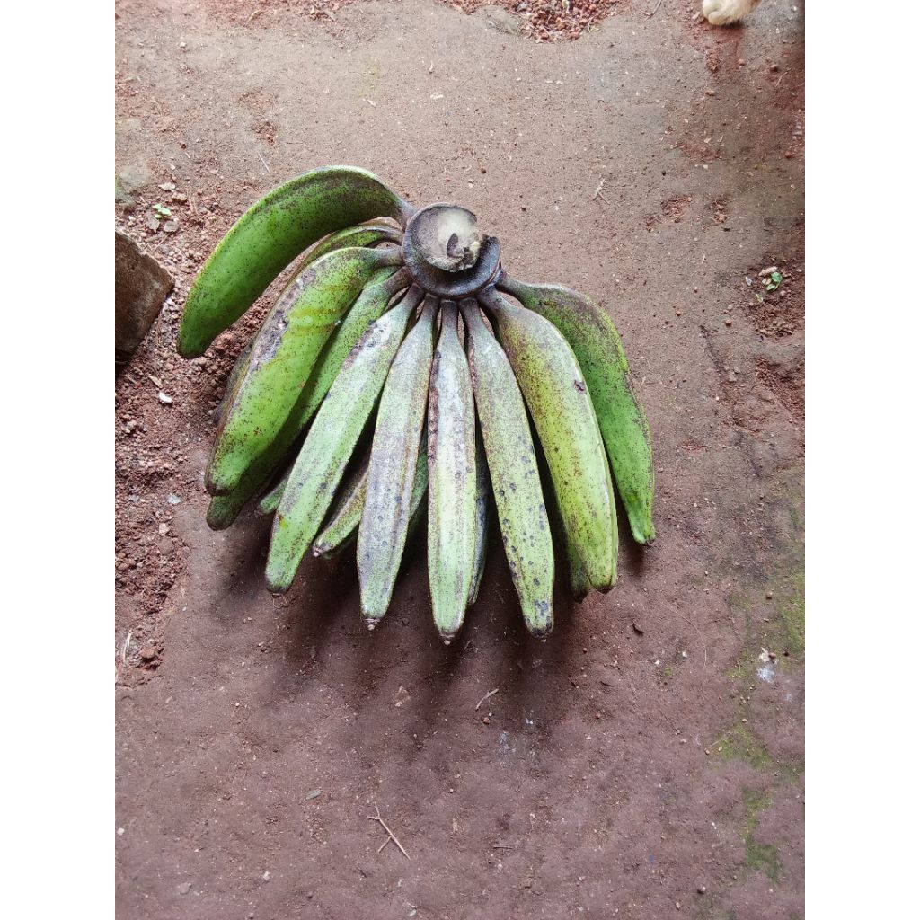

Pisang Janeng 1 kg