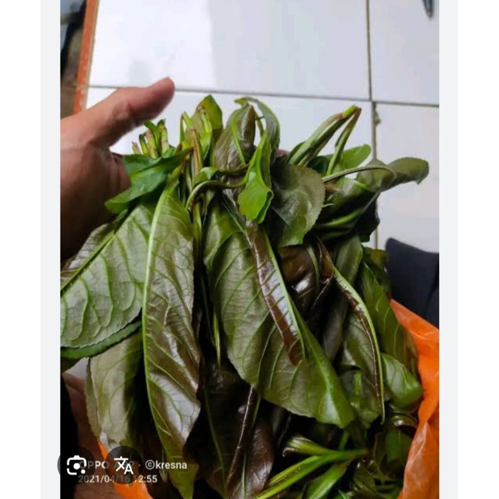 

daun putat \pucuk segar putat 100 gram