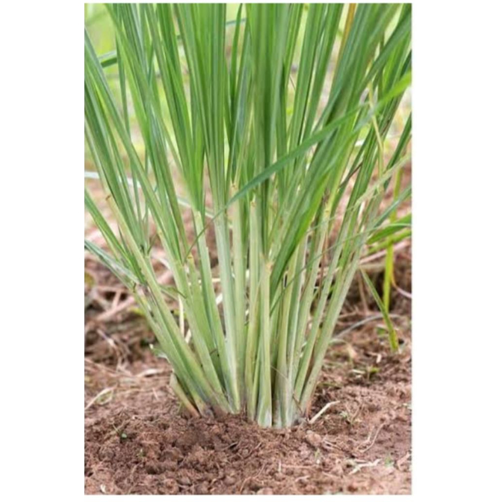 

serai dapur \sereh sayur per 500 grm