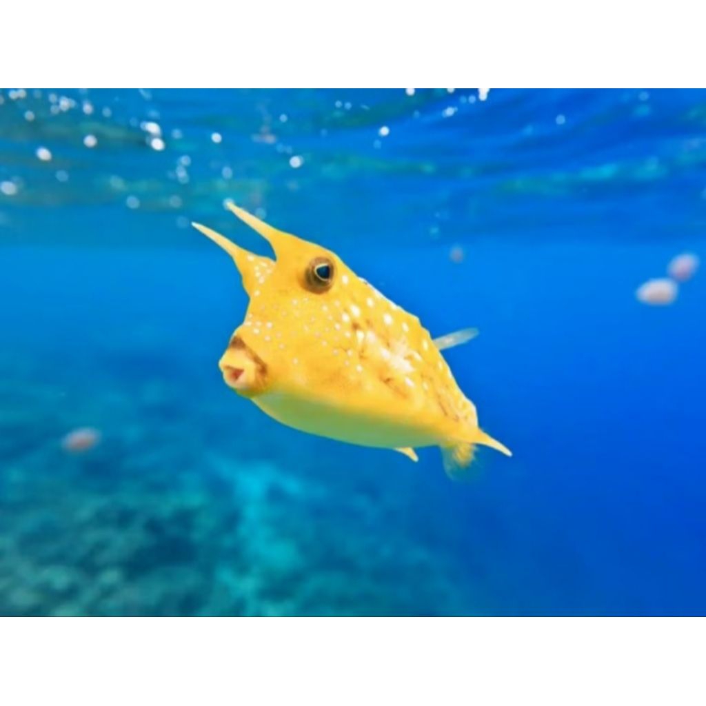 

IKAN HIAS LAUT BUNTAL TANDUK