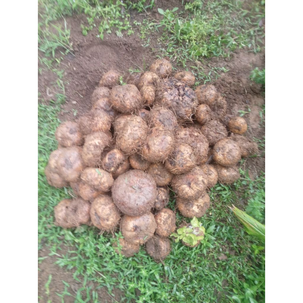 

umbi porang Perasi 2kg