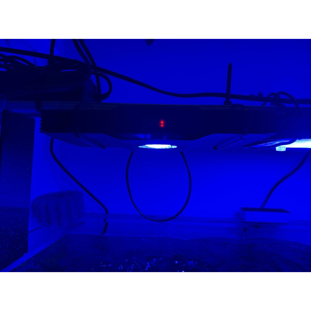 Lampu aquarium laut