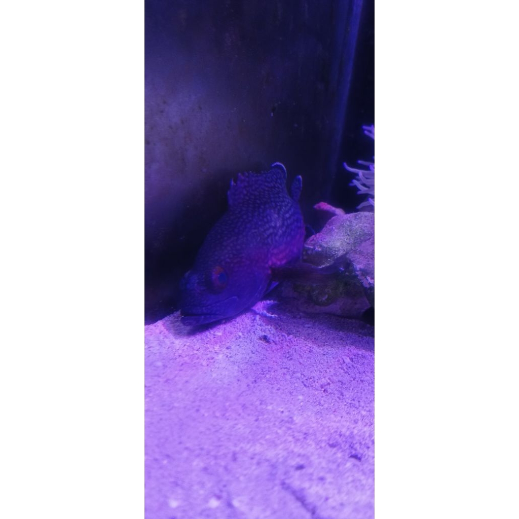 Ikan Hias laut Kerapu Peacock / Peacock Grouper hidup