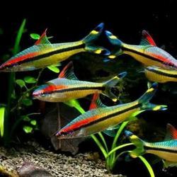 ikan puntius denisoni ikan hias aquarium aquascape