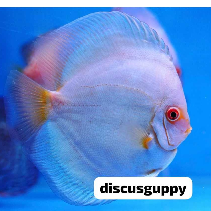 Blue Diamond Discus 2.5inch - Enhanced Edition