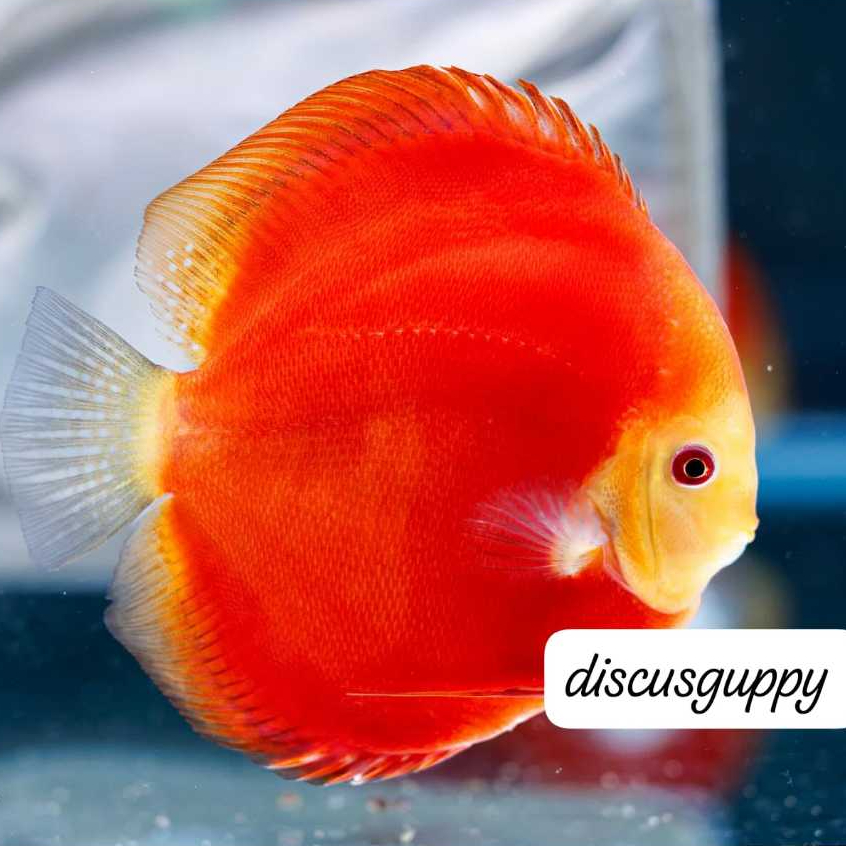 Red Melon Discus 2,5inch - Enhanced Edition
