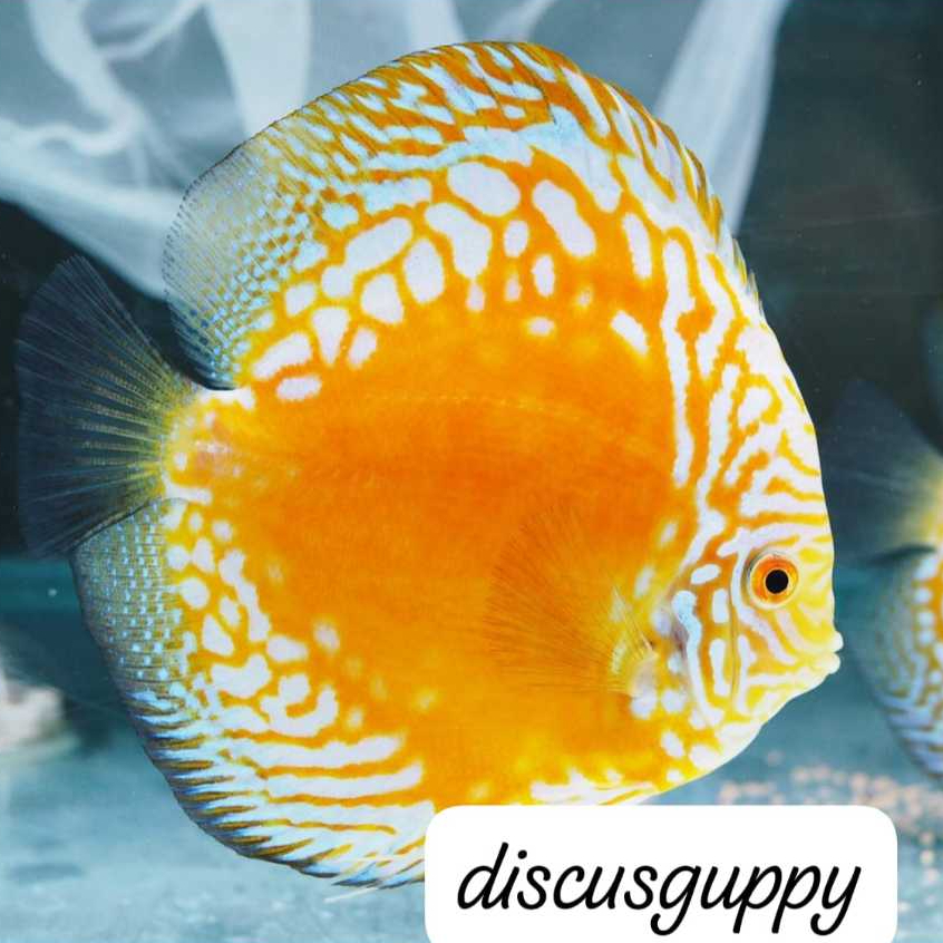 Yellow Panda Discus 2,5inch - Enhanced Edition