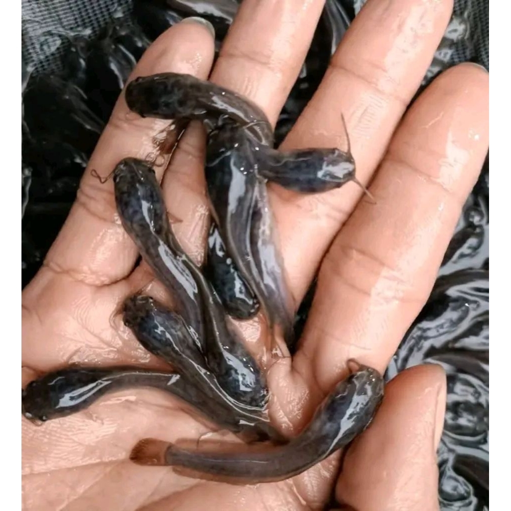 Bibit ikan lele ukuran 5-6cm paketan isi 100ekor