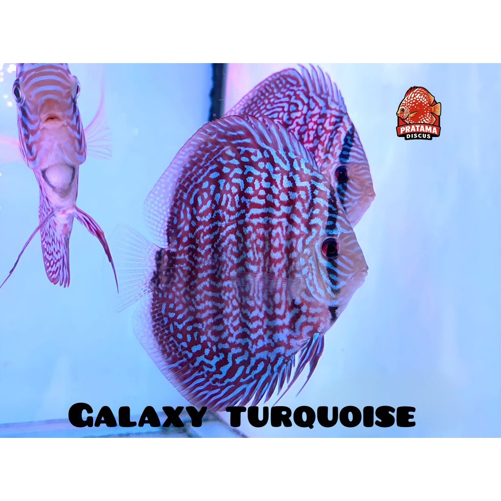 DISCUS GALAXY TURQUOISE HIASAN AQUARIUM