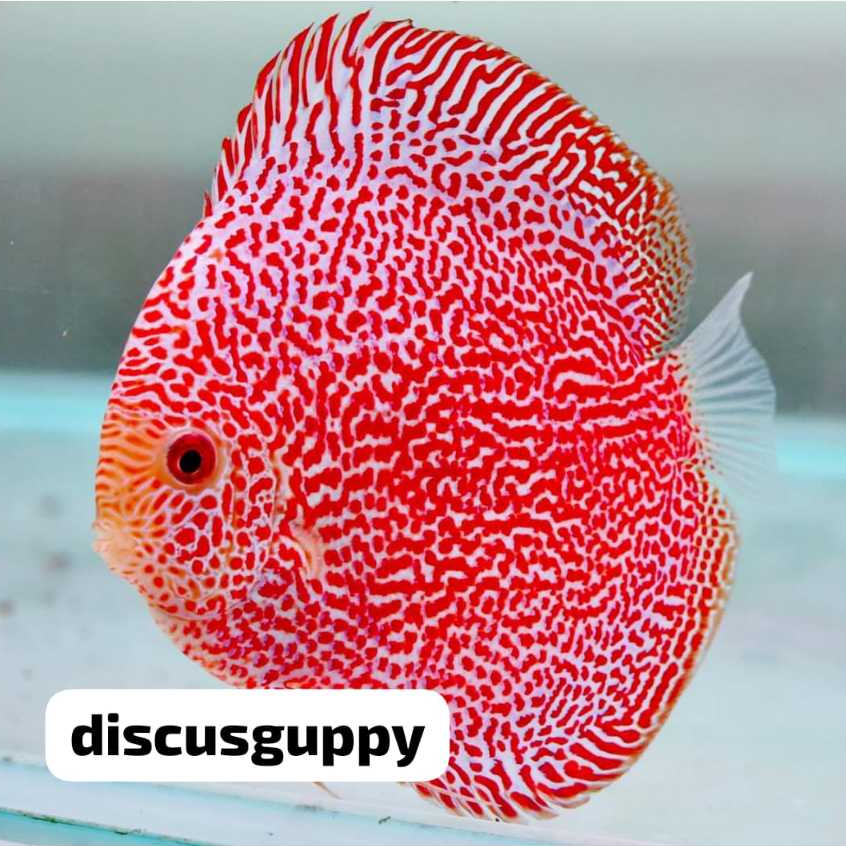 Panthera Eruption Discus 2,5inch - Enhanced Edition