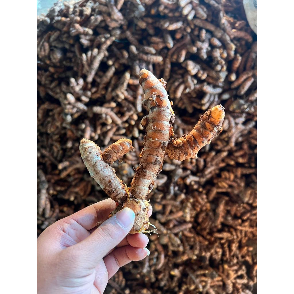 

kunyit Fress/kunir segar/kunyit bumbu segar 1 kg