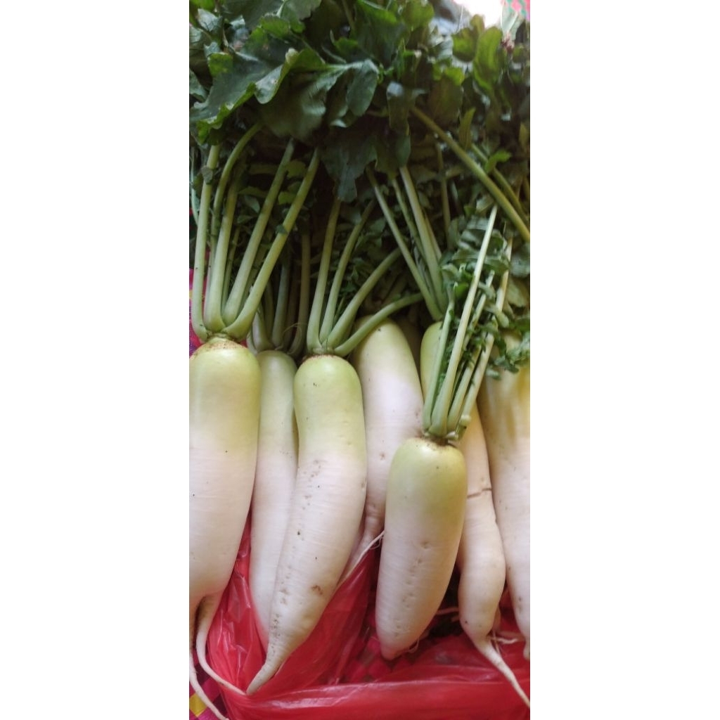 

Sayur Lobak Putih cina daikon segar