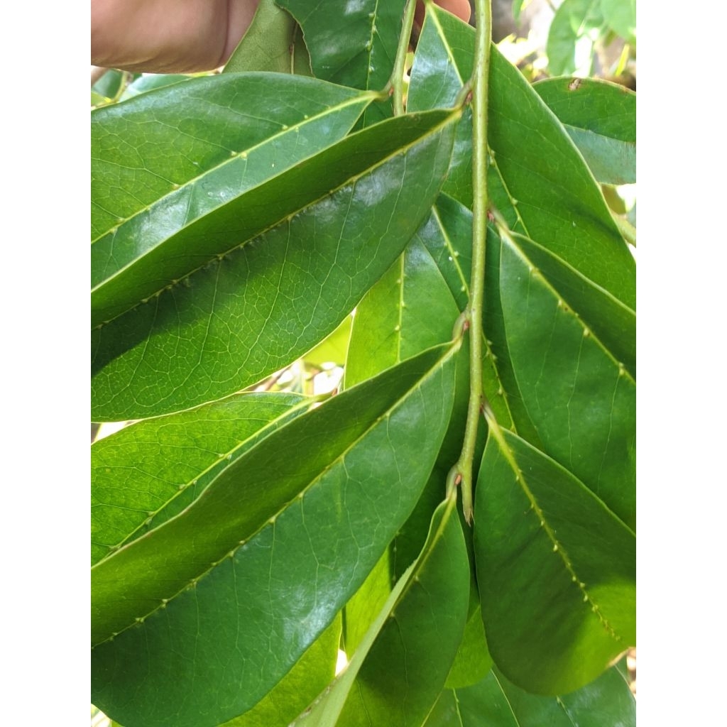 

daun sirsak segar kawalitas trbaik daun sirsak organik per 100 lembar