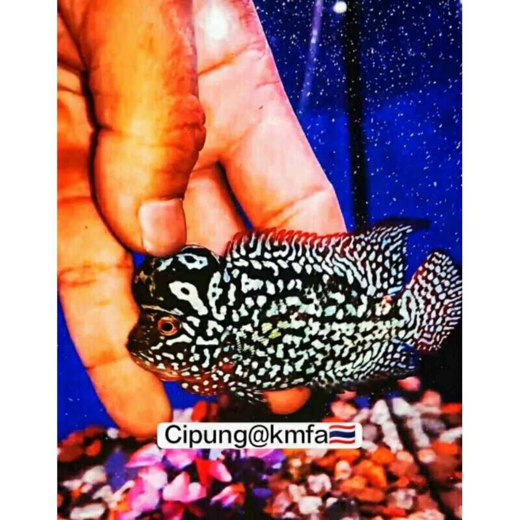 Hiasan aquarium black king kamfa🇹🇭 jguar