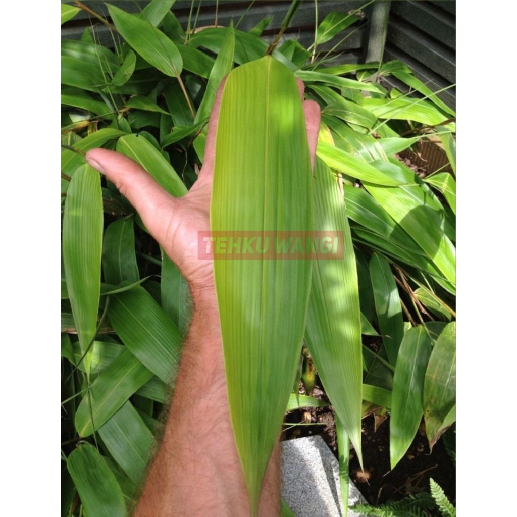 

Daun Bambu Segar Kualitas Jumbo Untuk Bungkus Bacang