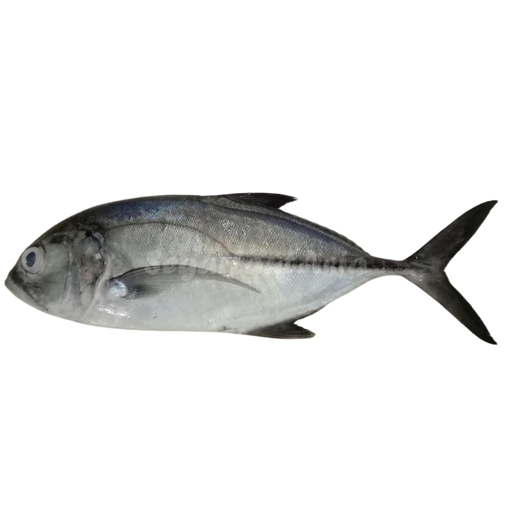 

Ikan Kuwe Segar Ikan Kuwe Tengkek 1Kg