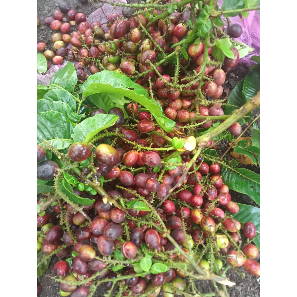 

buah matoa segar fress 1kg
