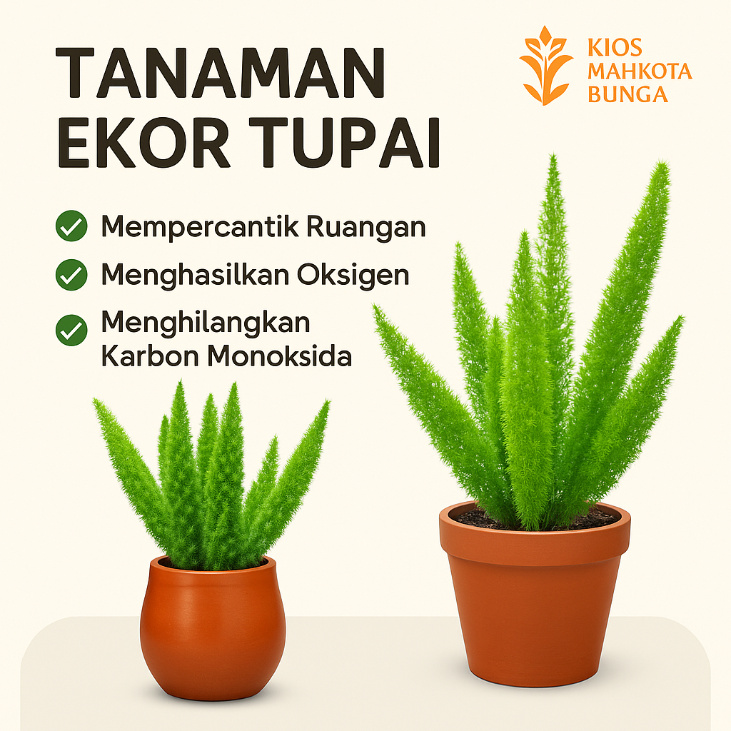 PROMO Tanaman Hias Cemara Ekor Tupay Dewasa Rimbun / Tanaman Hidup Cemara Ekor Tupai / Pohon Cemara 