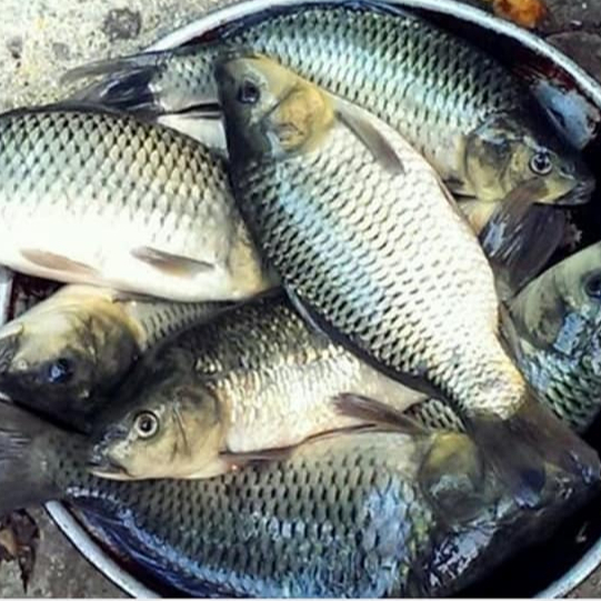 

Ikan Mas Segar Ikan Mas 1Kg Ikan Emas Konsumsi